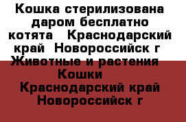 Кошка стерилизована даром бесплатно котята - Краснодарский край, Новороссийск г. Животные и растения » Кошки   . Краснодарский край,Новороссийск г.